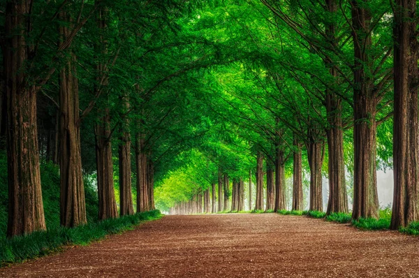 Metasequoia Road — стоковое фото