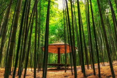 damyang bambu ormanında