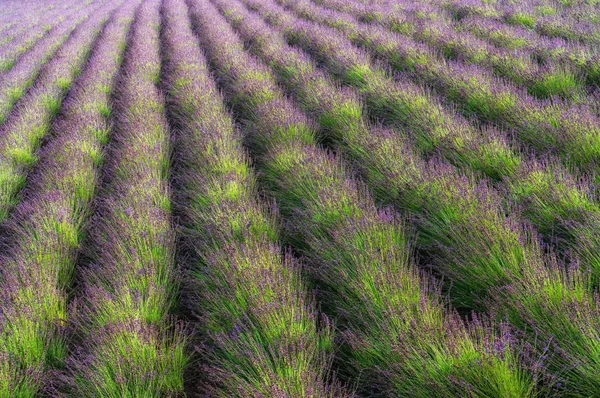 Řádky lavendar — Stock fotografie