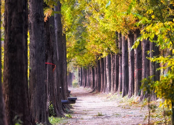 Metasequoia estrada haneul parque no outono — Fotografia de Stock