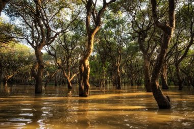 Tonle Sap Mangrov Ormanı