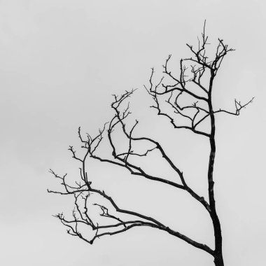 siyah ve beyaz ağaç