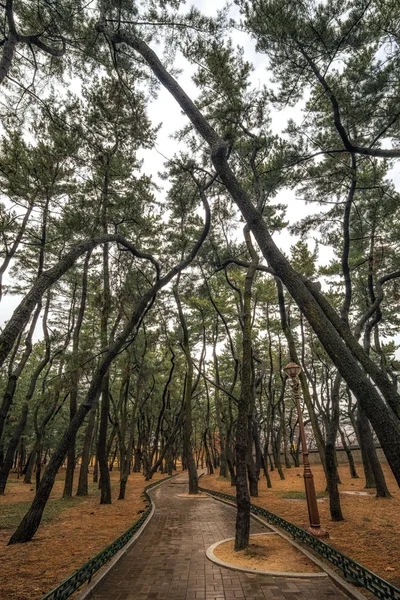 Daereungwon pineta foresta — Foto Stock