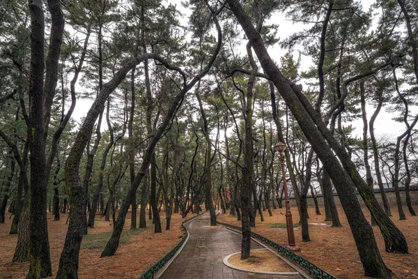 Bosque de pinos daereungwon — Foto de Stock