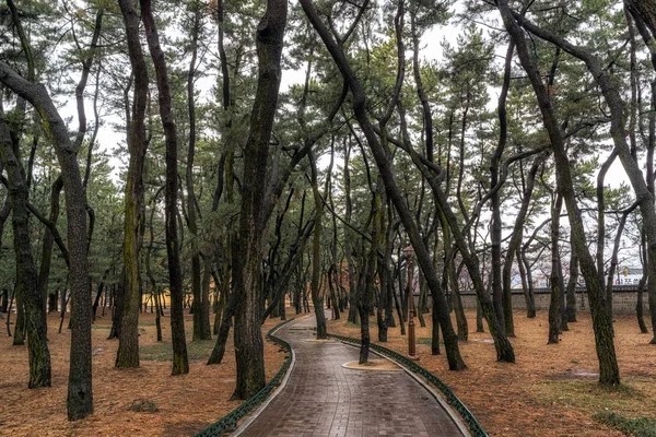 Bosque de pinos daereungwon — Foto de Stock