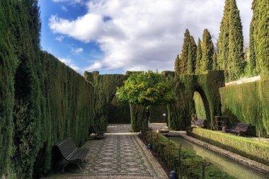 Portakal ağacı Generalife