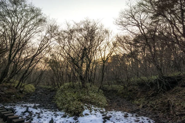 Szlak leśny saryeoni zimą — Zdjęcie stockowe