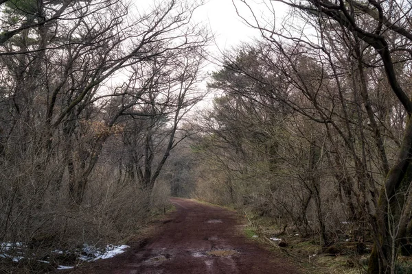 Saryeoni Forest Trail på vintern — Stockfoto