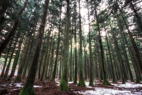 saryeoni cedar tree forest in winter