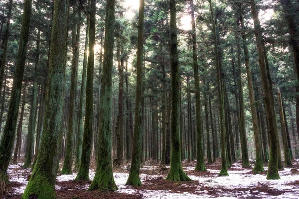 saryeoni cedar tree forest in winter