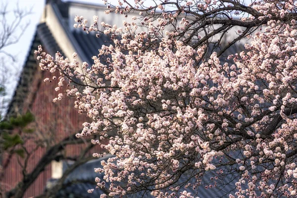 Aprikosenblütenbaum im gyeongbok Palast — Stockfoto