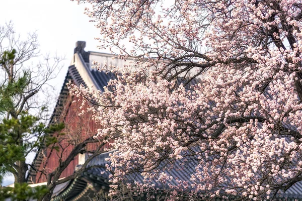 Aprikosenblütenbaum im gyeongbok Palast — Stockfoto