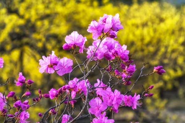 Korean rosebay or azalea — Stock Photo, Image