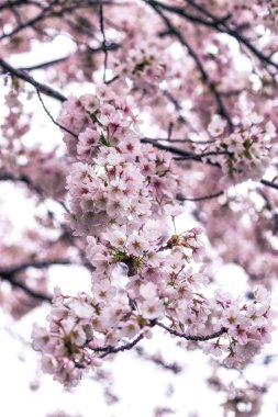Seul Güney Kore'de kiraz çiçekleri