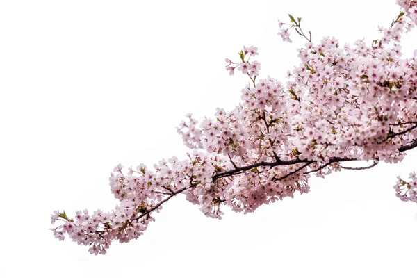 Cherry blossoms in seoul south korea — Stock Photo, Image