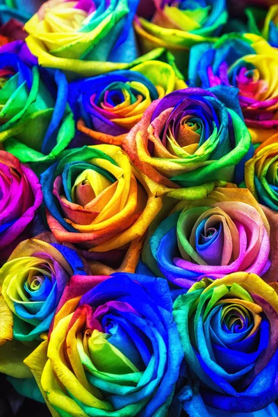 Rainbow colored roses — Stock Photo, Image