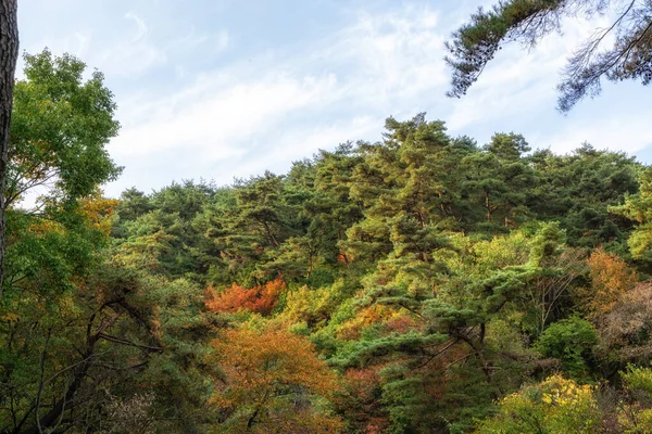 ใบไม้ร่วงฤดูใบไม้ร่วงในยองมุนซัง — ภาพถ่ายสต็อก