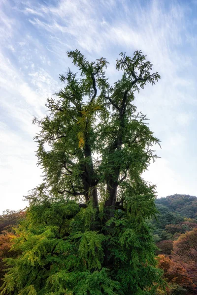 Yongmunsa gingko träd på hösten — Stockfoto