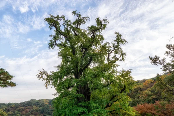 Yongmunsa gingko träd på hösten — Stockfoto