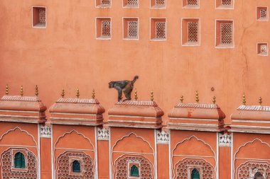Hawa mahal maymunu