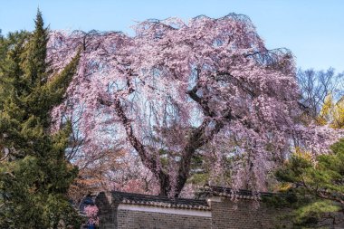 Changdeok Gung Sarayı baharda açan kiraz ağacı. Güney Kore, Seul 'den alındı.