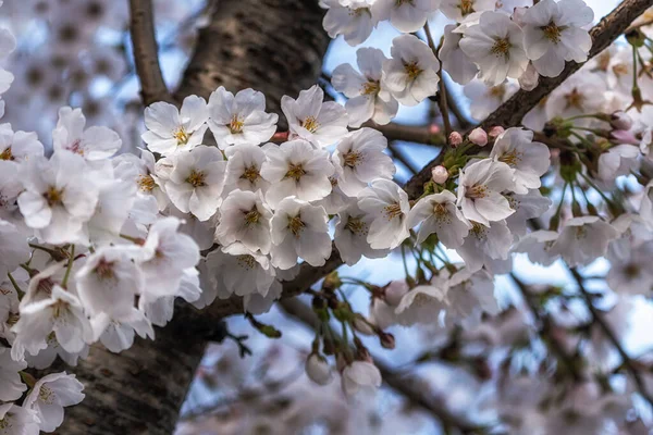 Fleurs Cerisier Fleurissant Printemps Séoul Corée Sud — Photo
