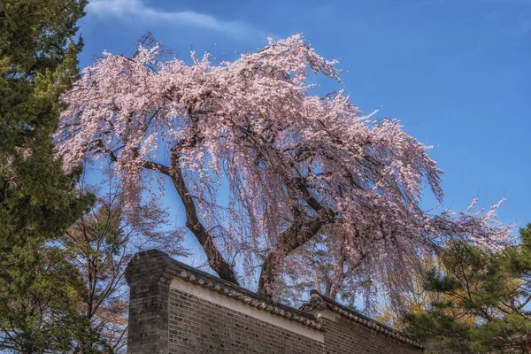 Changdeok Gung Palace Piangendo Albero Ciliegio Fioritura Primavera Tratto Seoul — Foto Stock