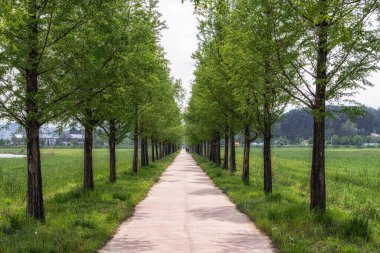 Metasequoia ağaçları Gyeongpo ekolojik rezervuar parkındaki küçük patikada hizaya gelirler. Gangneung, Güney Kore 'de çekildi.