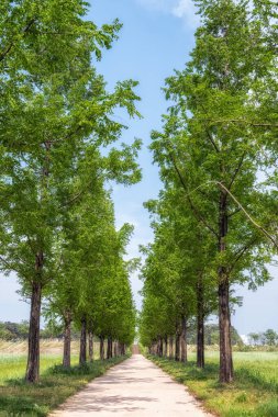 Metasequoia ağaçları Gyeongpo ekolojik rezervuar parkındaki küçük patikada hizaya gelirler. Gangneung, Güney Kore 'de çekildi.