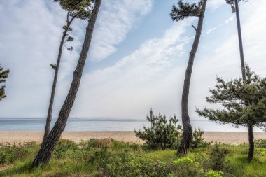 Gangneung, Güney Kore 'deki Gyeongpodae plajı boyunca çam ağaçları.
