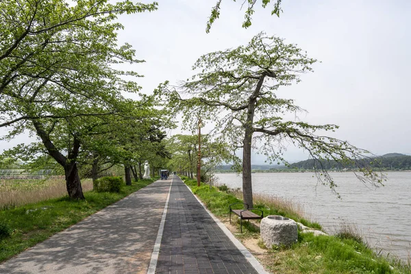 Μικρές Διαδρομές Γύρω Από Λίμνη Gyeongpoho Όπου Άνθρωποι Μπορούν Οδηγούν — Φωτογραφία Αρχείου