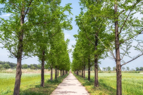 Metasequoia Ağaçları Gyeongpo Ekolojik Rezervuar Parkındaki Küçük Patikada Hizaya Gelirler — Stok fotoğraf