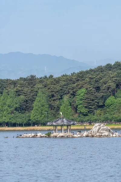 Павильон Wolpajeong Центре Озера Кёнпохо Является Домом Многих Перелетных Птиц — стоковое фото