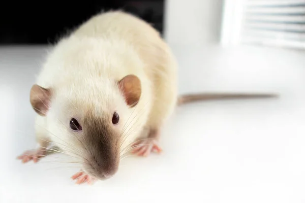 Siamese Rat Close Tafel Bij Het Raam Stockafbeelding