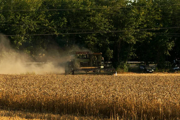 Ciągnik zbiera pszenicę na polu — Zdjęcie stockowe