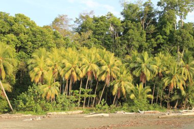 Costa Rica 'da Palm Beach.