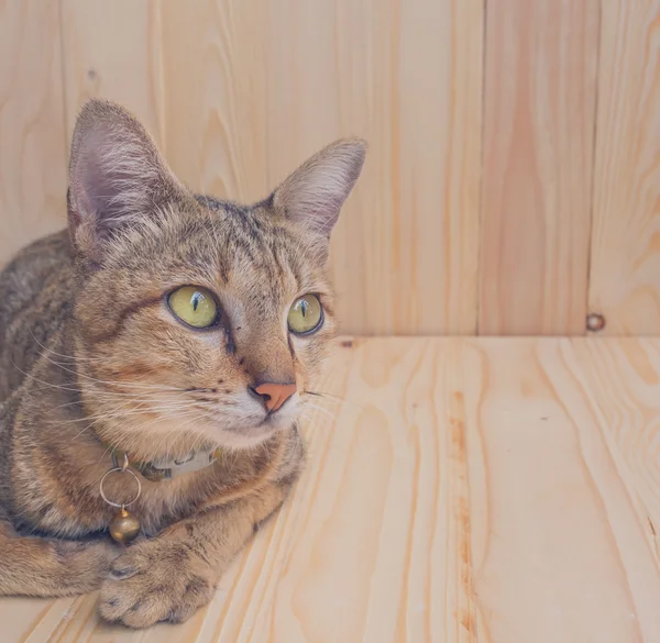 Cat on wood background — Stock Photo, Image