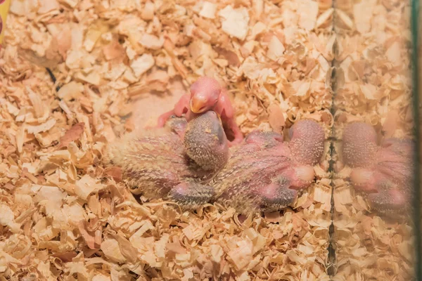 Image Baby Lovebird Nest — Stock Photo, Image