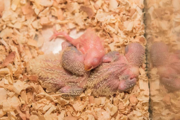 Image Baby Lovebird Nest — Stock Photo, Image