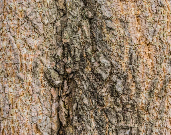 Gros plan de l'écorce d'arbre brun  . — Photo