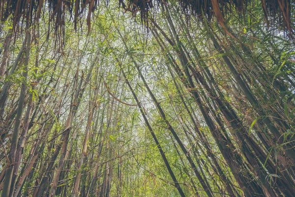 Immagine Tono Vintage Foresta Bambù Verde Tetto — Foto Stock