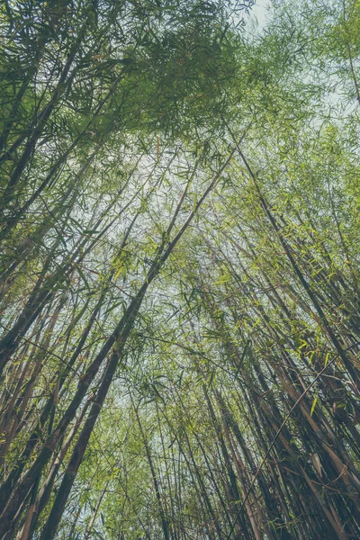 Immagine Tono Vintage Foresta Bambù Verde Con Luce Del Sole — Foto Stock