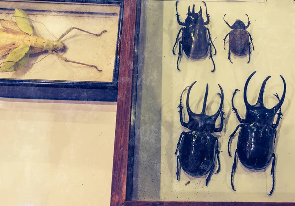 Image Collection Jungle Nymph Rhinoceros Beetle Glass Box — Stock Photo, Image