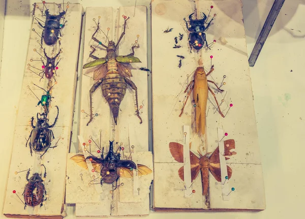 Vintage sesi görüntü böceği kelebek yaban arıları ve böcekler iğne ile toplama.