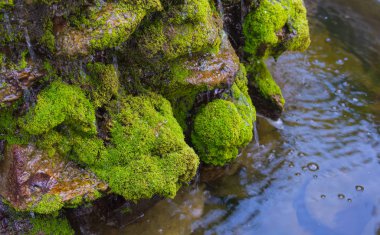  kaya şelale gündüz moss.
