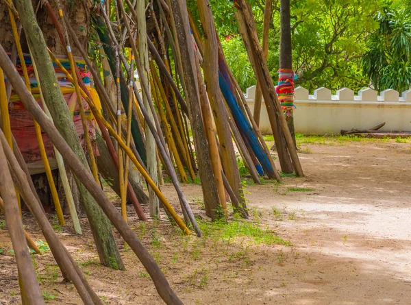 Muletas Bajo Los Árboles Bodhi Phra Tad Lampang Luang Provincia — Foto de Stock