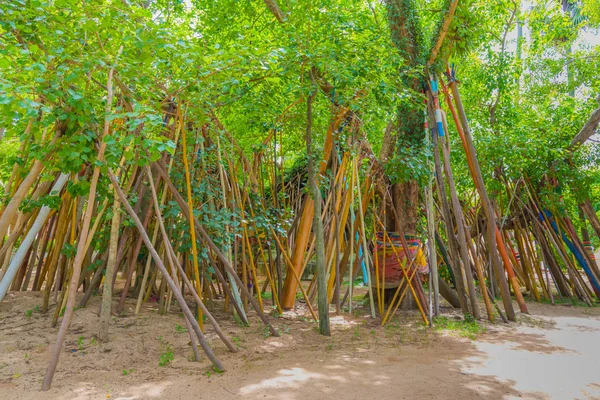 Bawah Pohon Bodhi Phra Tad Lampang Luang Provinsi Lampang Thailand — Stok Foto