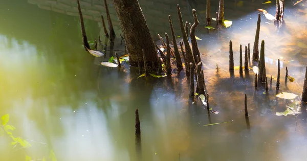 Изображение Мангрового Леса Дневное Время — стоковое фото