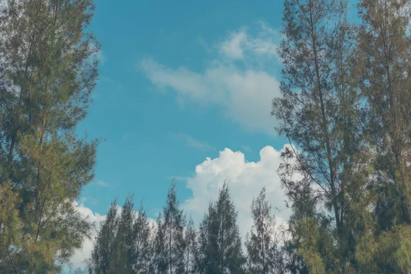 Vintage Ton Bild Von Kiefer Und Schönen Blauen Himmel Hintergrund — Stockfoto