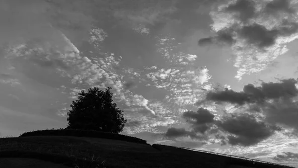 山丘上孤零零的树和夕阳的天空的黑白图像 — 图库照片